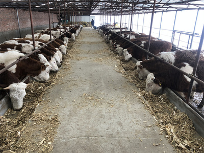 平頂山西門塔爾大型中轉(zhuǎn)基地 現(xiàn)代畜牧漁業(yè)飼料銷售的關(guān)鍵樞紐